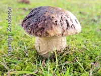 Gewoon eekhoornbrood [Boletus edulis]